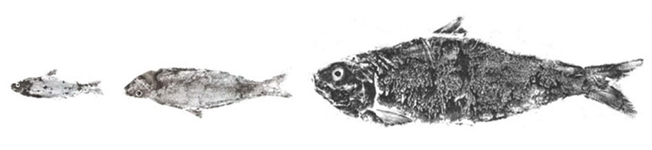 Marcelo Balzaretti: Tres Peces