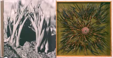 Miguel Ángel Blanco