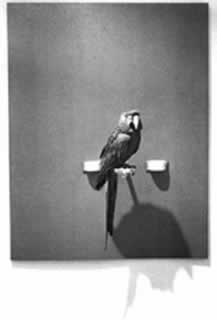 Jannis Kounellis