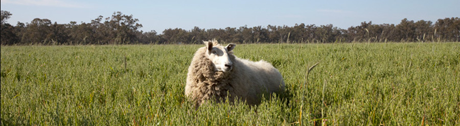 Linda Tegg: Sheep