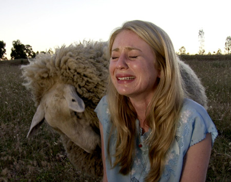 Linda Tegg: Sheep