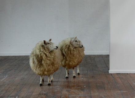 Linda Tegg: Sheep